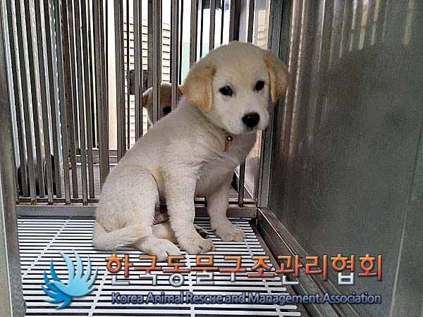 보호중 믹스견의 가…
